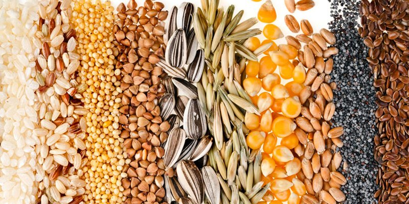 Seeds: a great source of nutrients